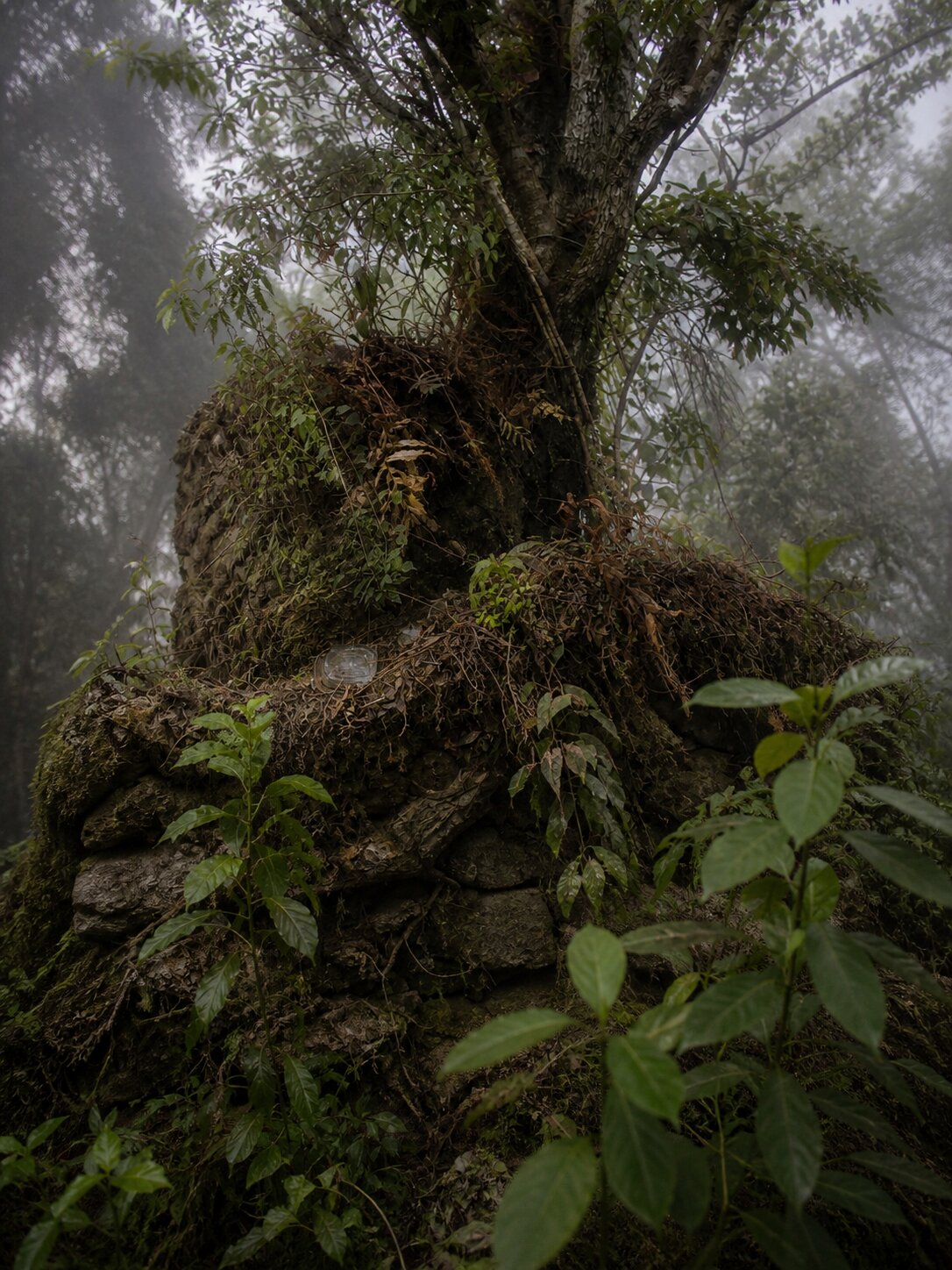 Old stupa remains with a tree growing from its structure near Sangchen Thongdrol Ling (Ging Gompa), Ging